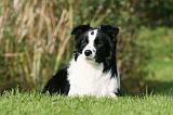 BORDER COLLIE 1375